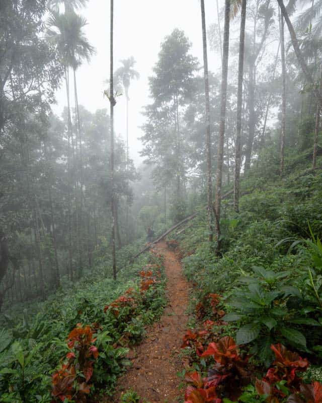 aberdeen-falls-path-mist aberdeen-falls-path-mist