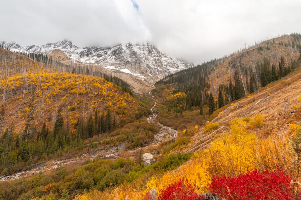 autumn-shrub-waterfall