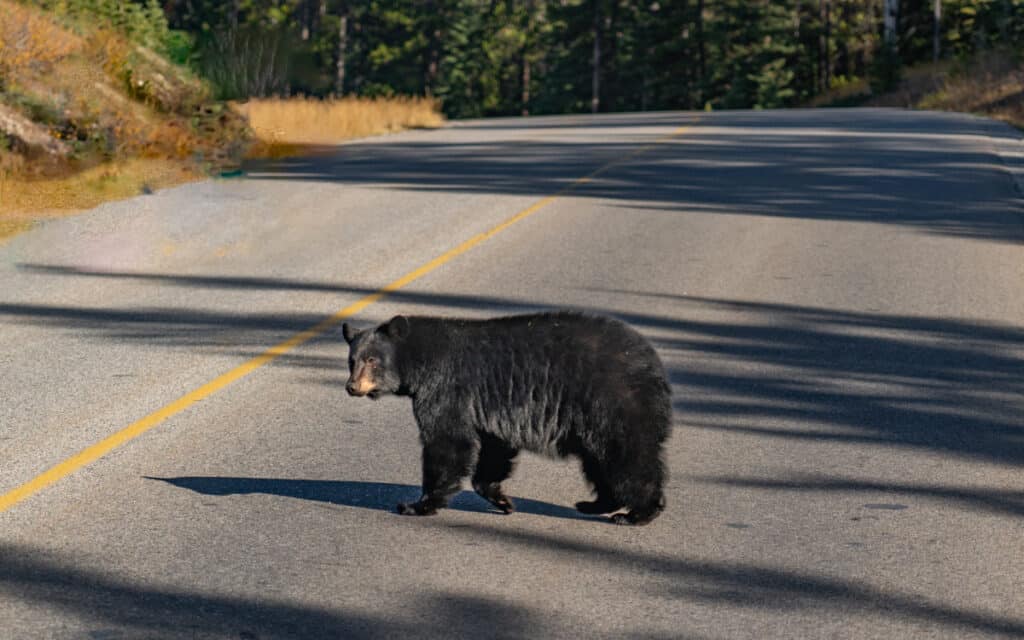 bear-banff