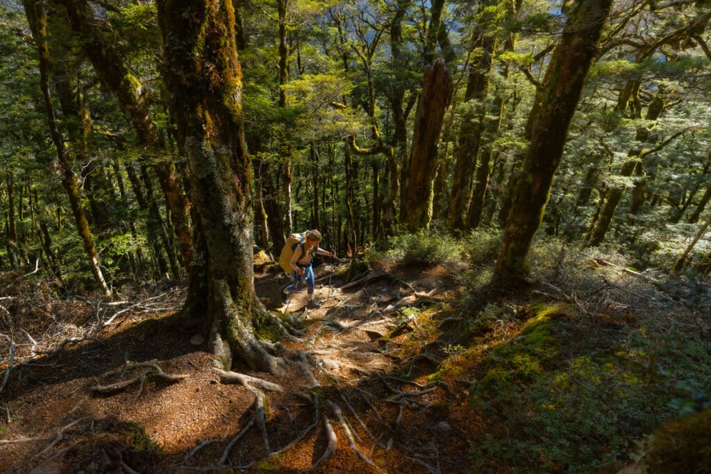 brewster-hut-hike-forest