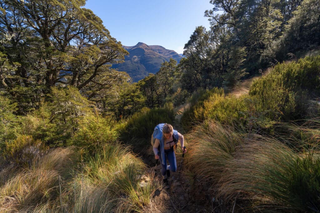brewster-hut-hike-treeline