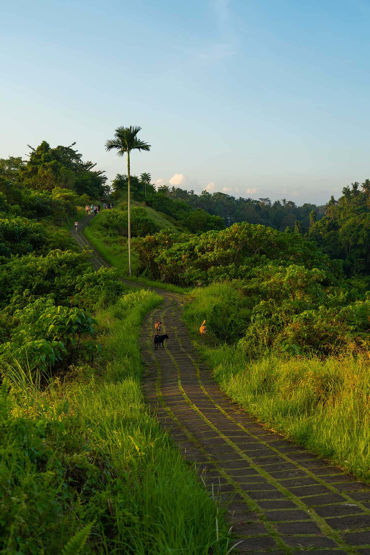 campuhan-ridgewalk-vertical campuhan-ridgewalk-vertical