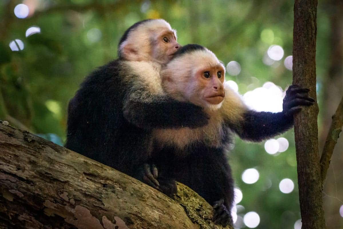 capuchin-monkeys