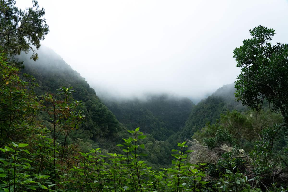 cloud-forest cloud-forest