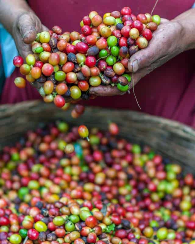 coffee-beans coffee-beans