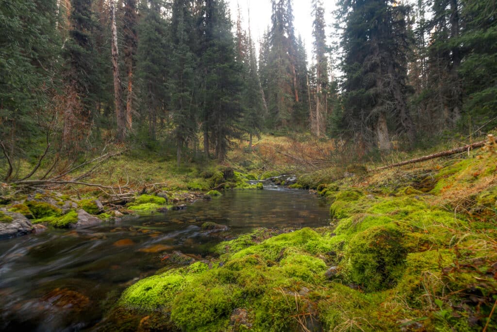 commonwealth-creek-moss