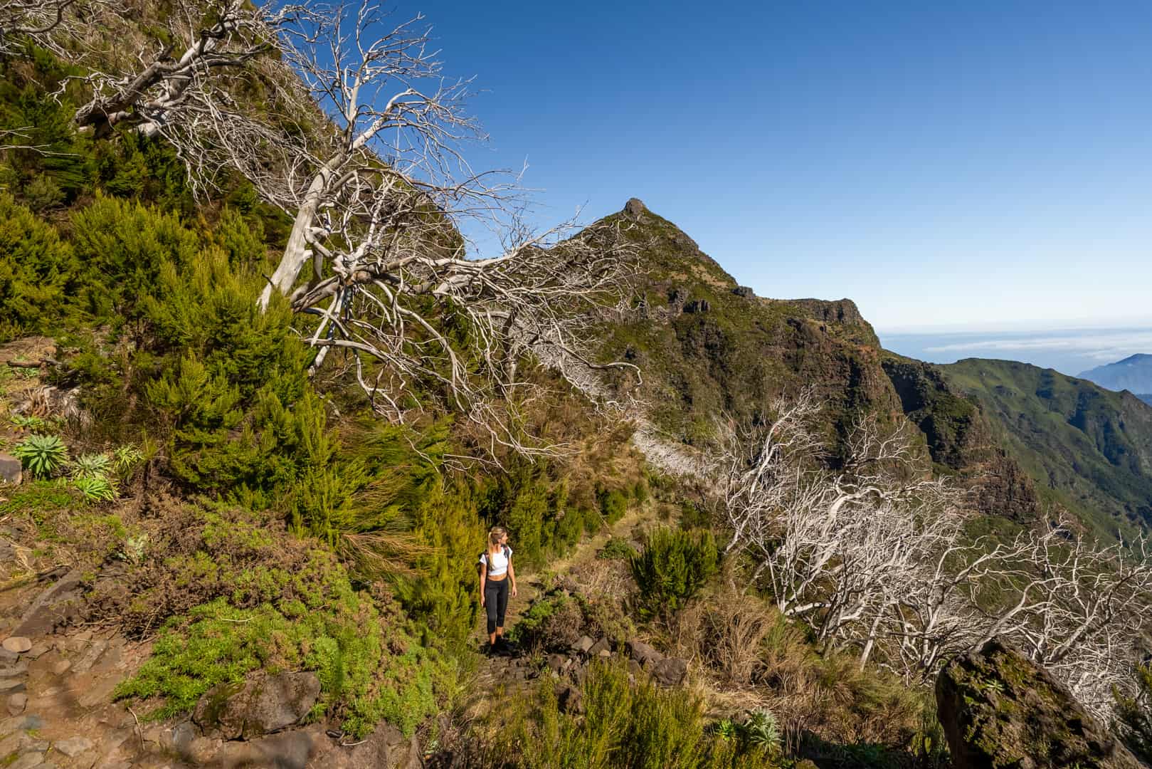 dead-tree-forest-pico-do-arieiro-path dead-tree-forest-pico-do-arieiro-path