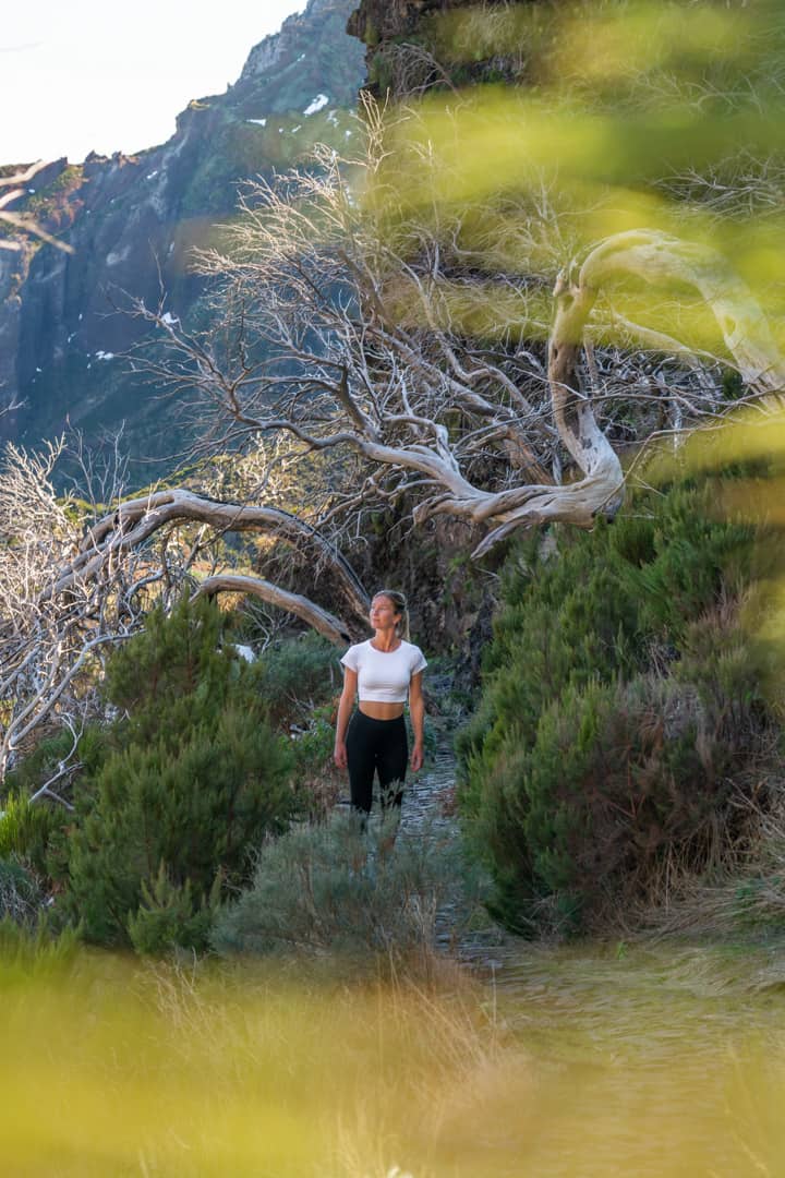 dead-trees-pico-do-arieiro-path-bokeh