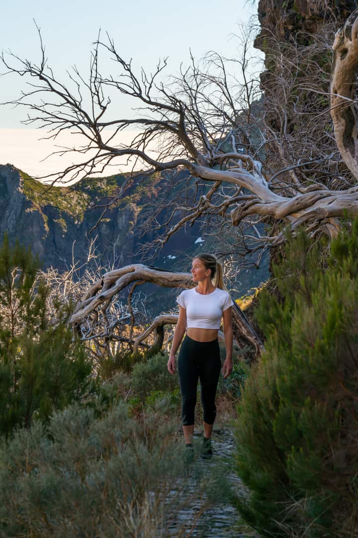 dead-trees-pico-do-arieiro-path dead-trees-pico-do-arieiro-path