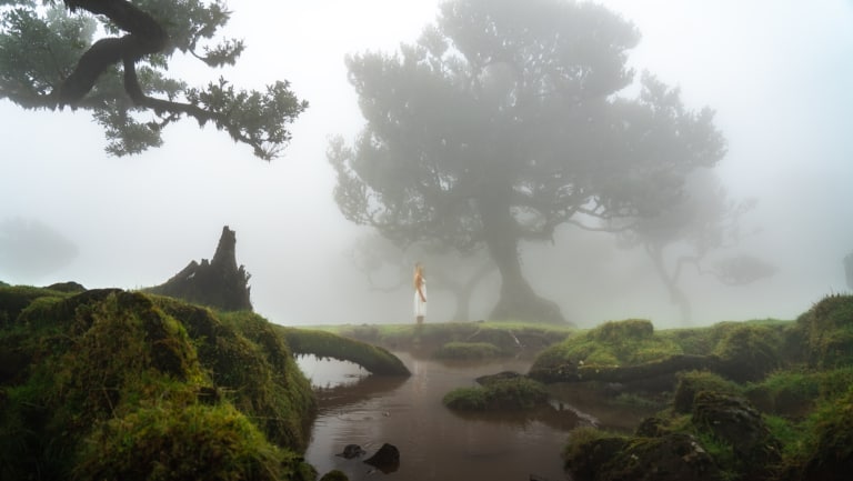 fanal-forest-madeira