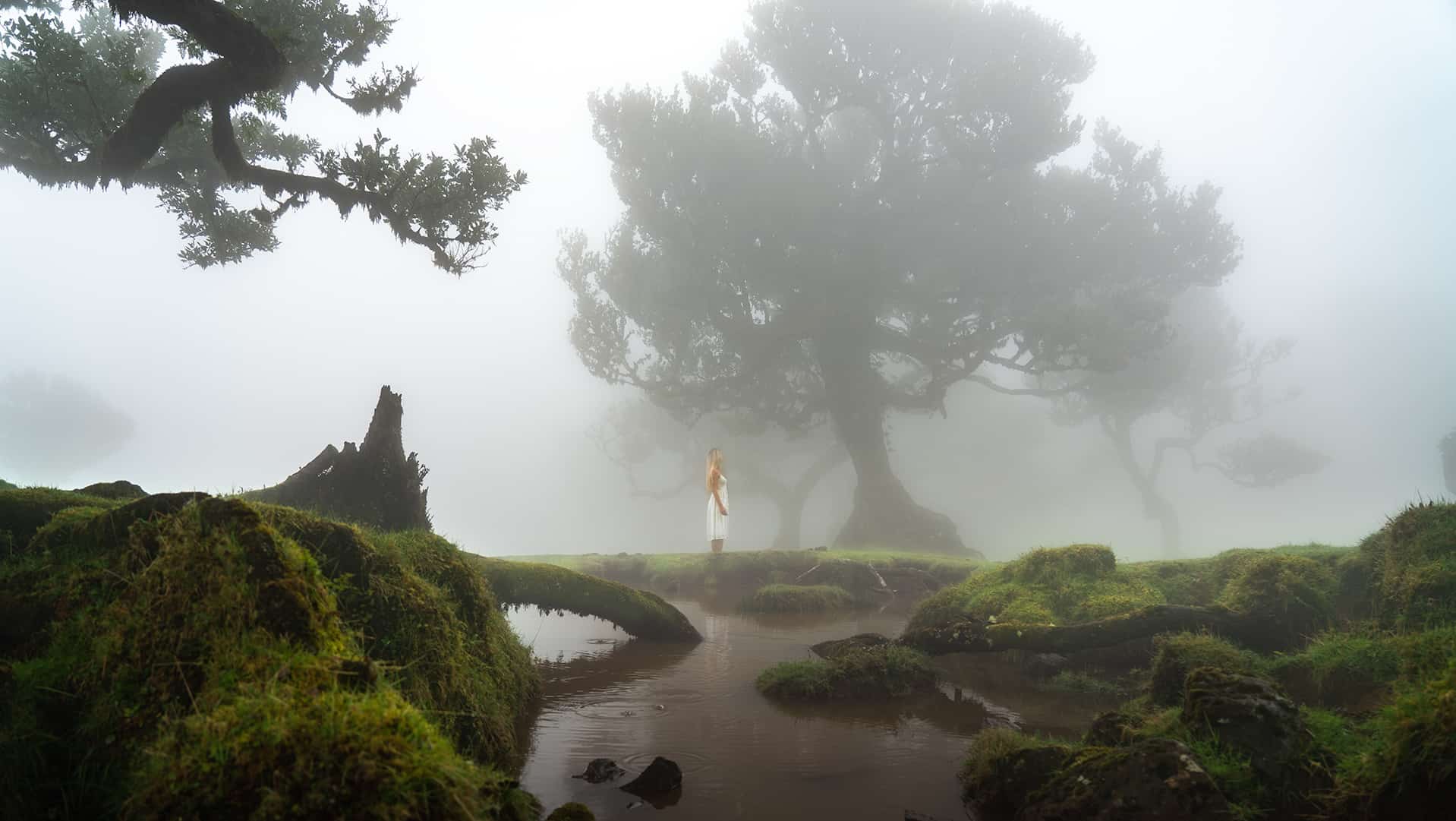fanal-forest-madeira
