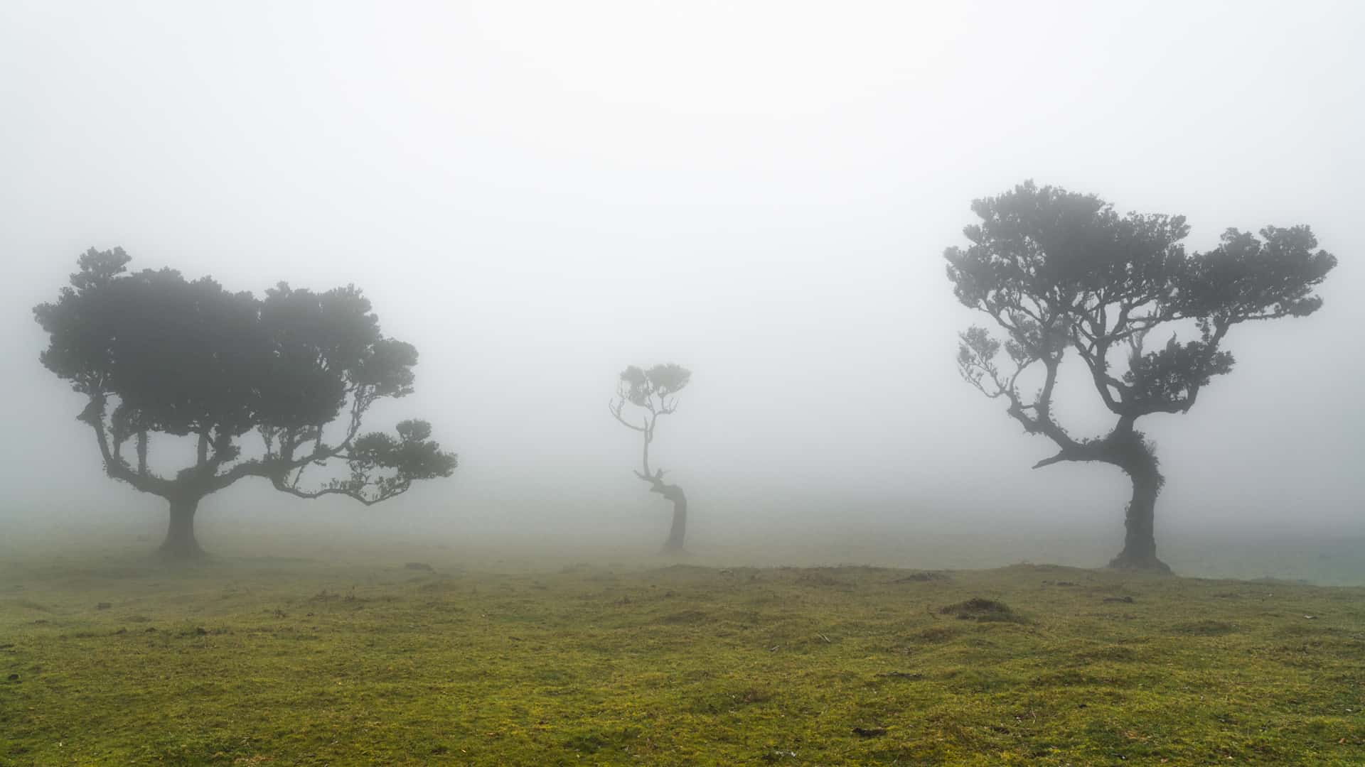 fanal-forest-tree-family