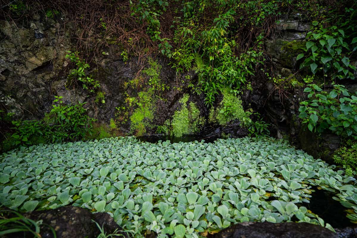 floating-garden-wide