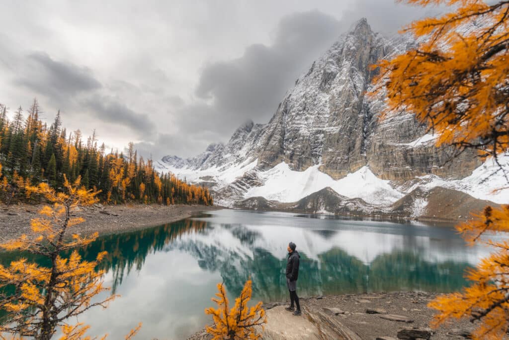 floe-lake-larch-trees.jpg