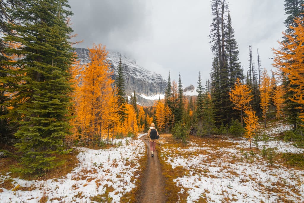 floe-lake-trail-larch-trees