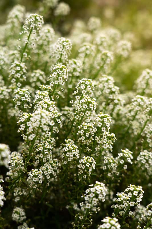 flowers-botanical-garden flowers-botanical-garden