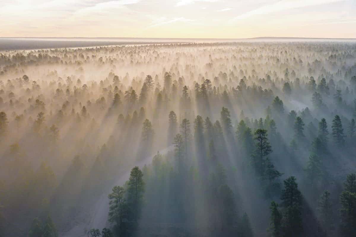 fog-photography-treetops-lightrays