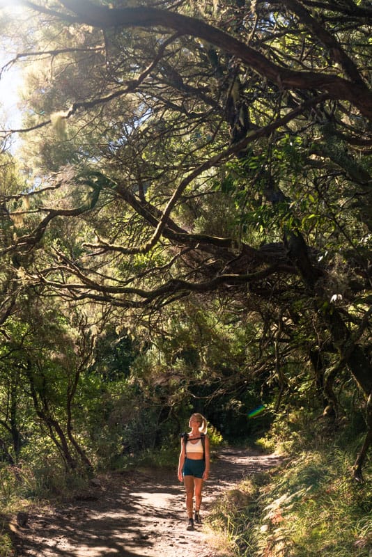 forest-levada-das-25fontes forest-levada-das-25fontes
