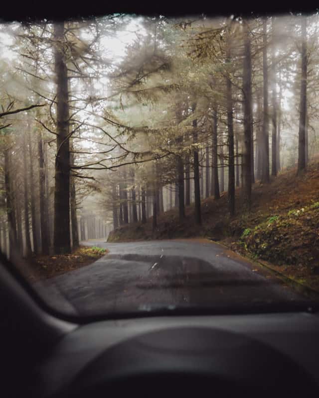 forest-road-madeira forest-road-madeira