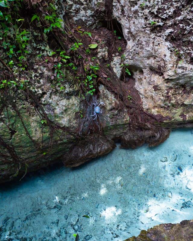 gran-cenote-tulum-blue-crab
