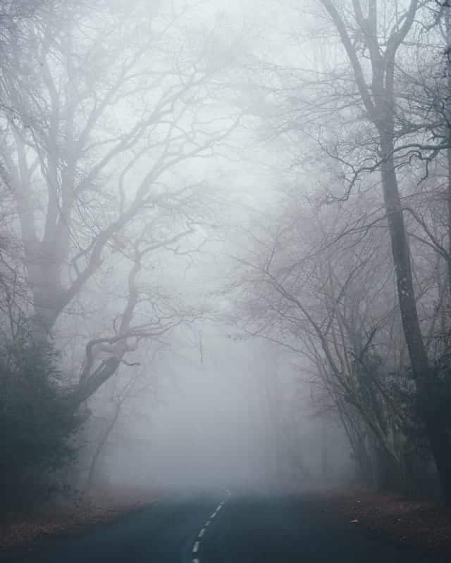halloween-foggy-forest halloween-foggy-forest