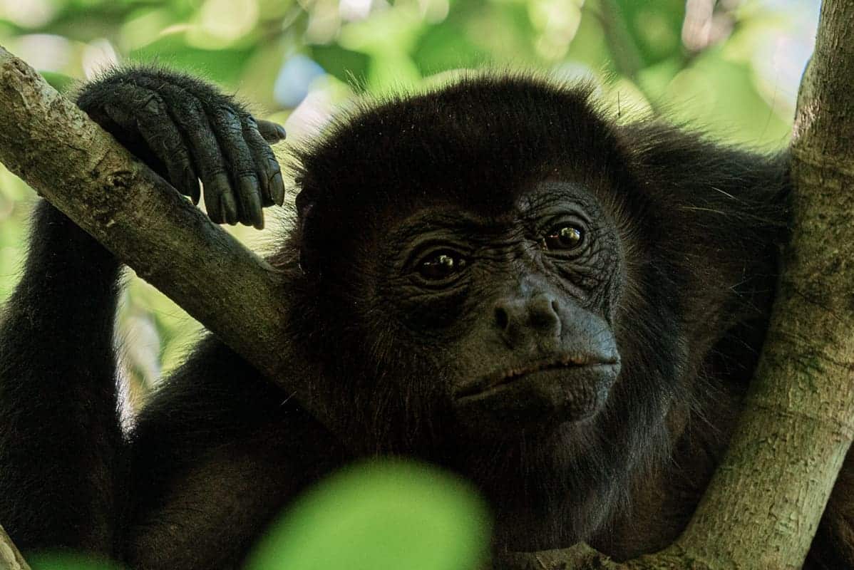 howler-monkey-closeup howler-monkey-closeup