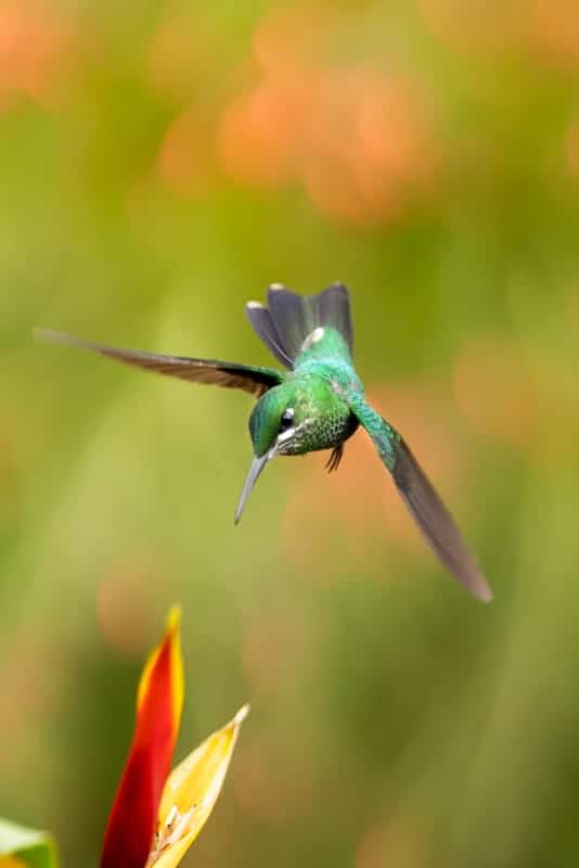 hummingbird-la-paz-flying hummingbird-la-paz-flying