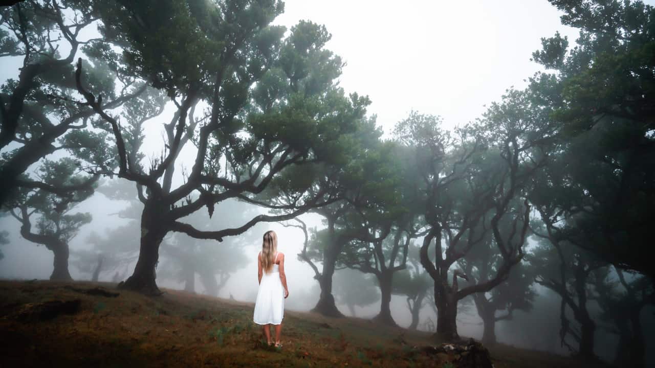 ilse-fanal-fog