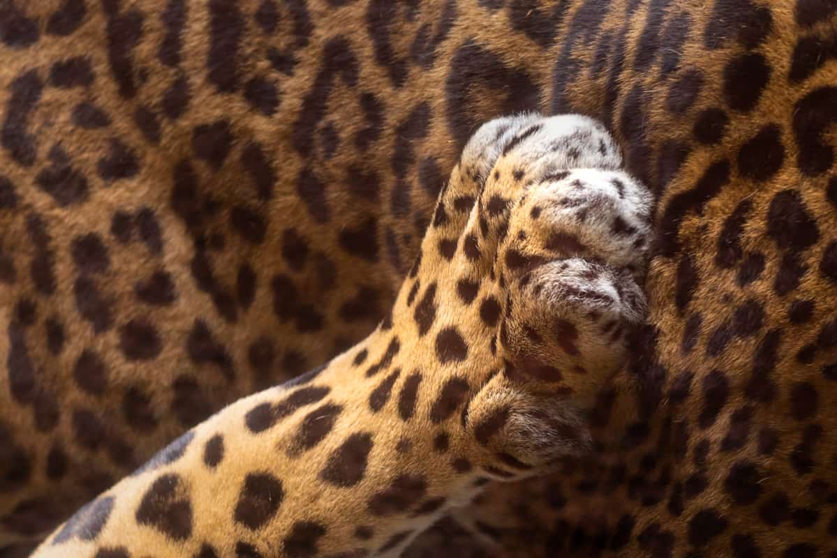 jaguar-paw-closeup jaguar-paw-closeup