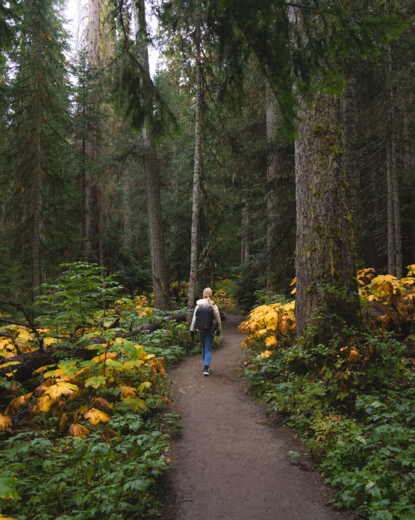 Joffre-lakes-hike-forest-trail-hiker