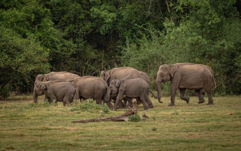 kaudualla-national-park-safari-elephant-herd