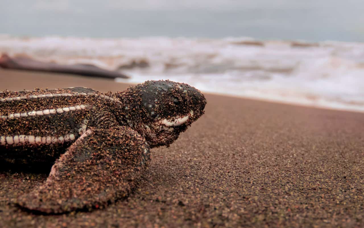 leatherback-turtle