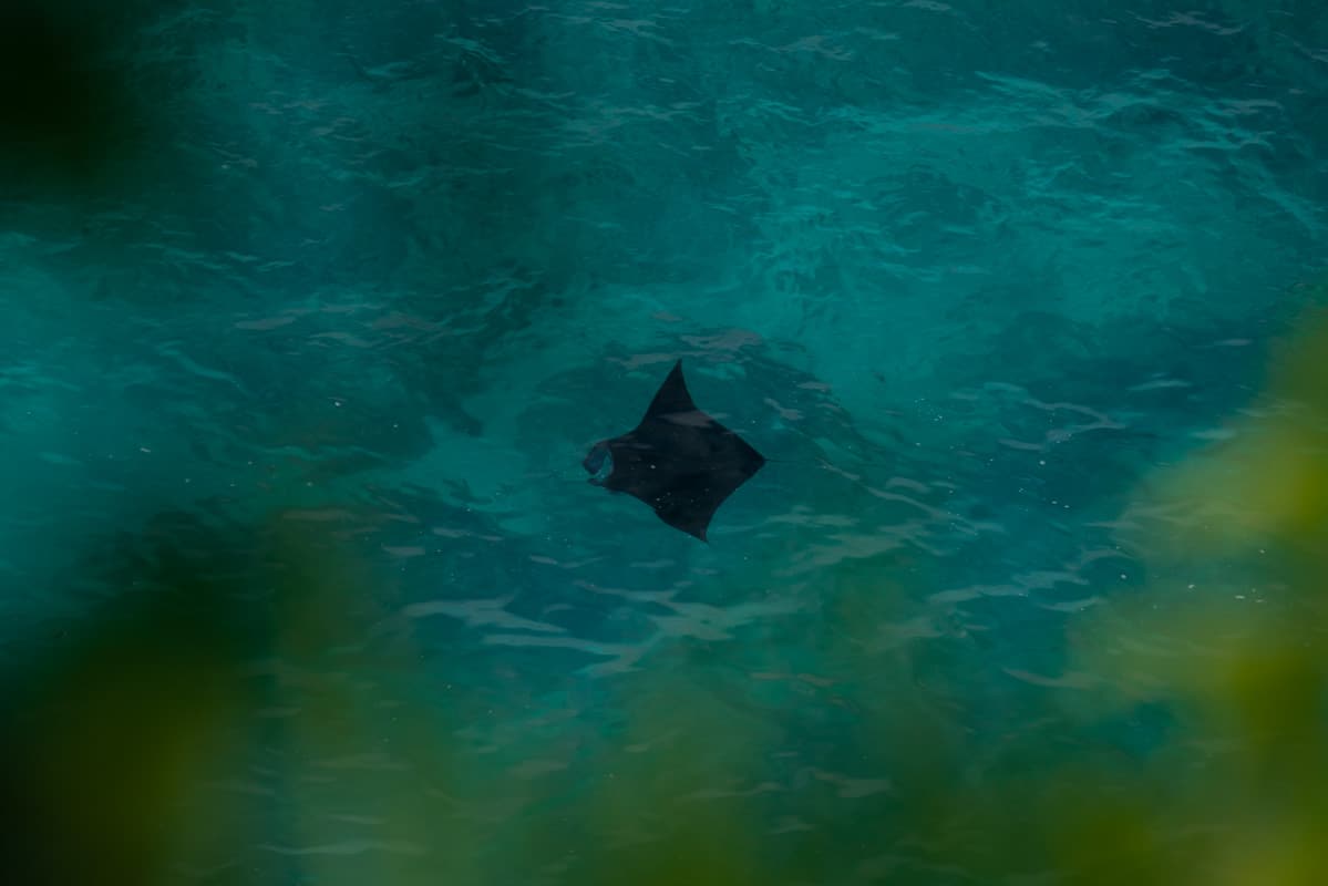 manta-ray-nusa-penida manta-ray-nusa-penida
