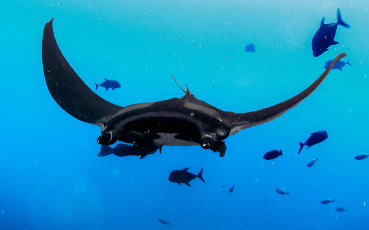 manta-ray-swimming manta-ray-swimming