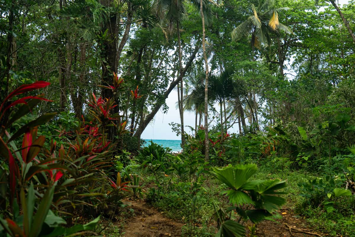 manzanillo-Gandoca-jungle-ocean manzanillo-Gandoca-jungle-ocean