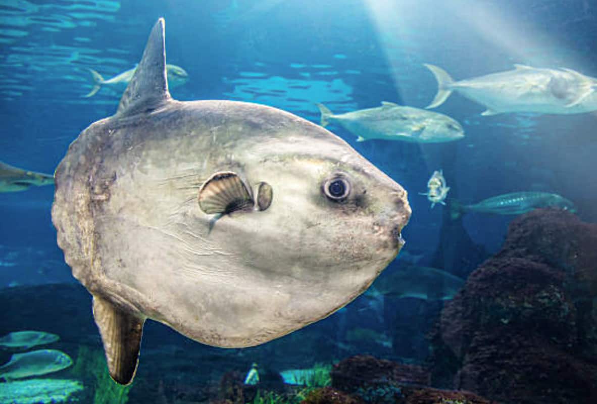 mola-mola-fish mola-mola-fish