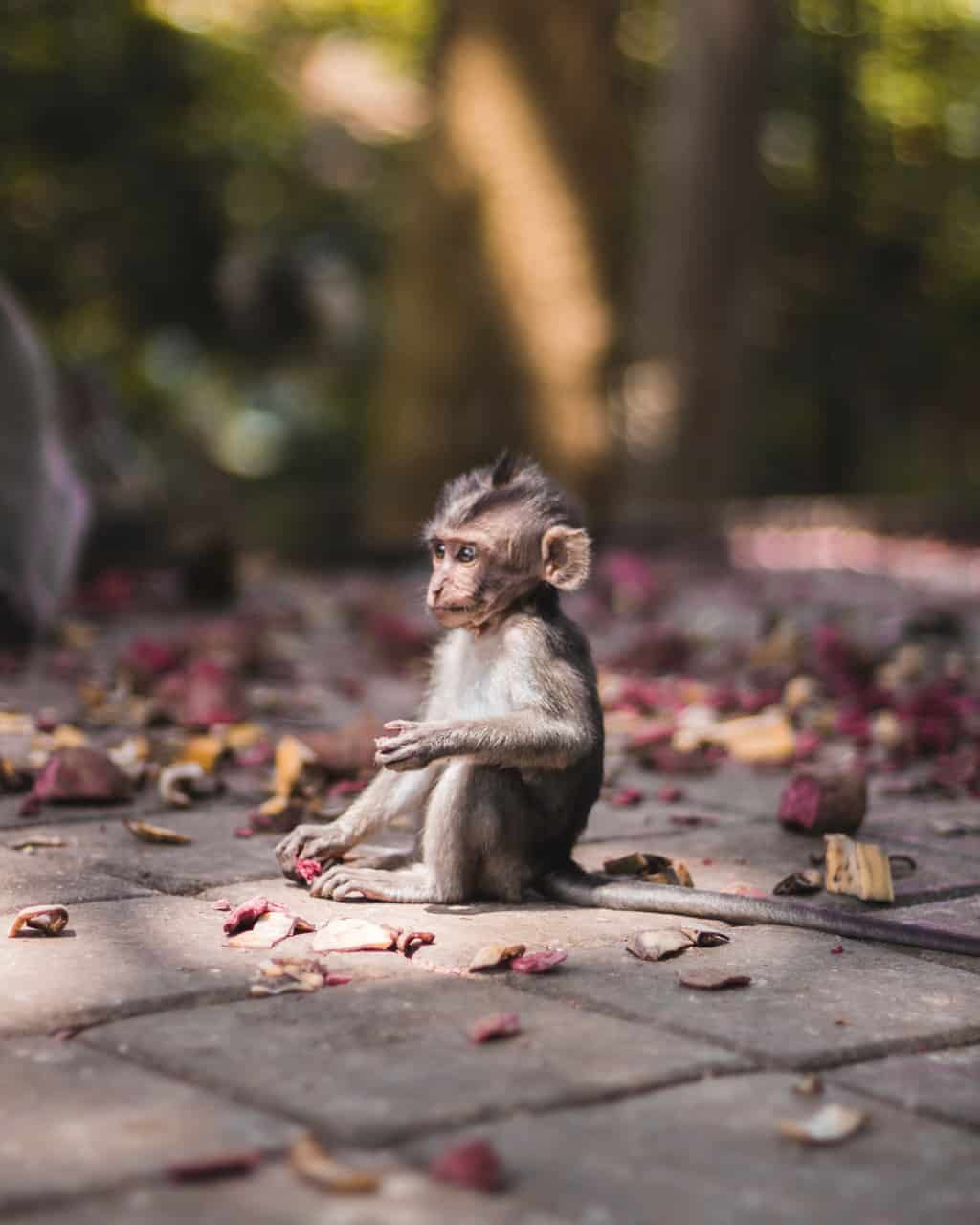 monkey-forest-ubud-baby monkey-forest-ubud-baby