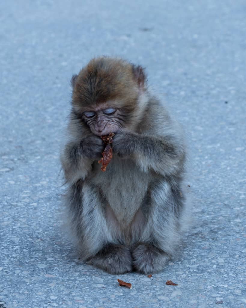 Morocco-Chefchaouen-monkey Morocco-Chefchaouen-monkey