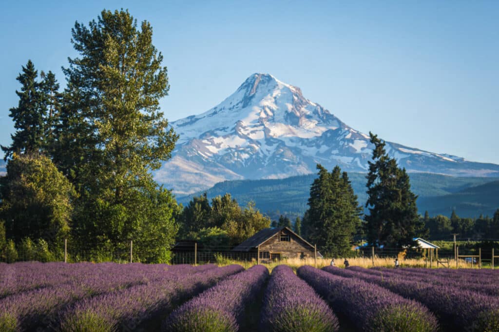 mt-hood-lavender-farm