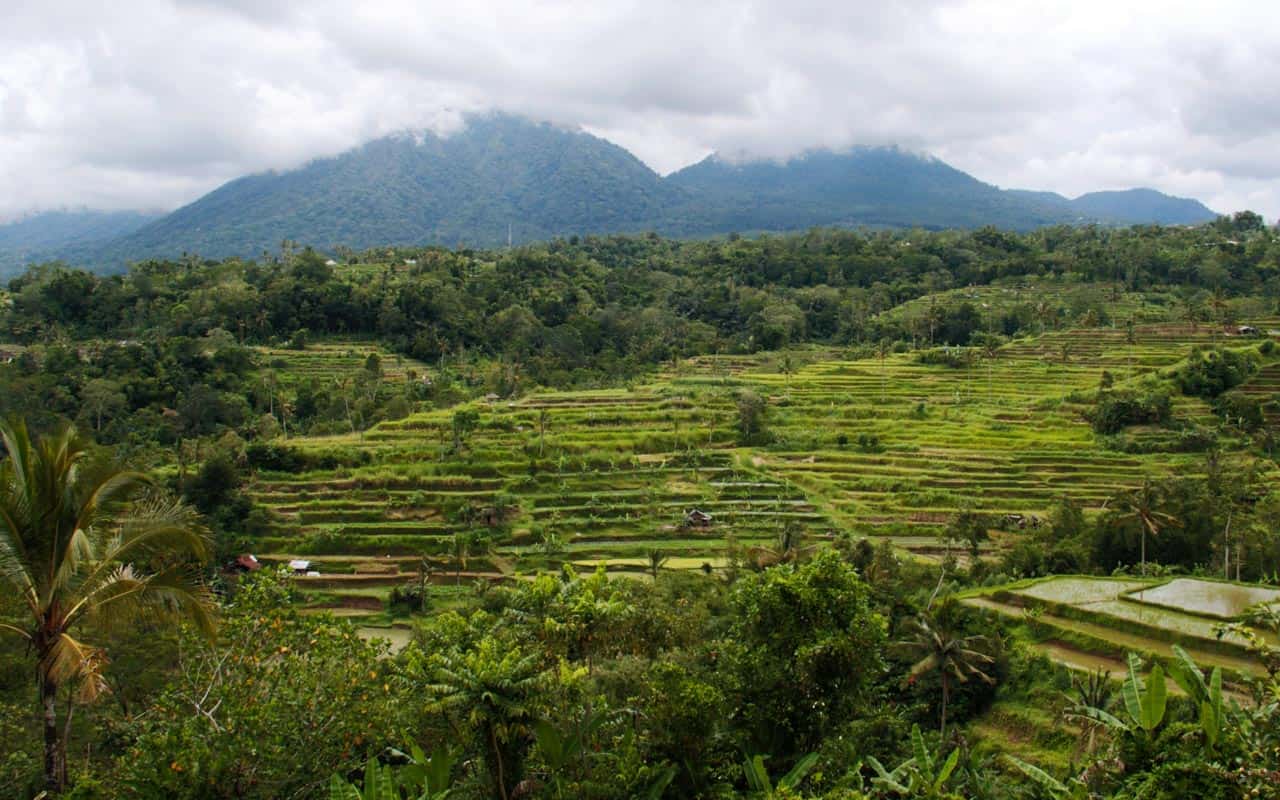 munduk-rice-fields-bali munduk-rice-fields-bali
