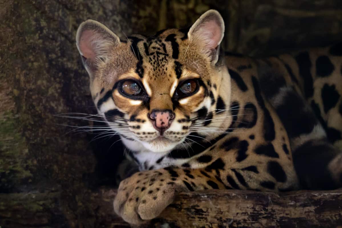 ocelot-closeup ocelot-closeup