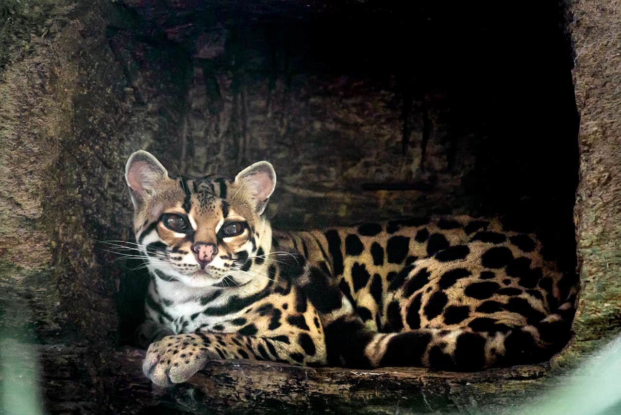 ocelot-la-paz ocelot-la-paz