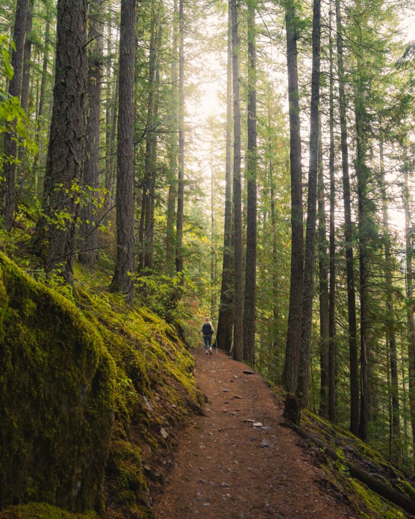 panorama-ridge-forest-trail