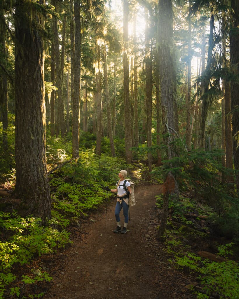 panorama-ridge-trail-forest