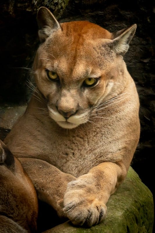 puma-face puma-face