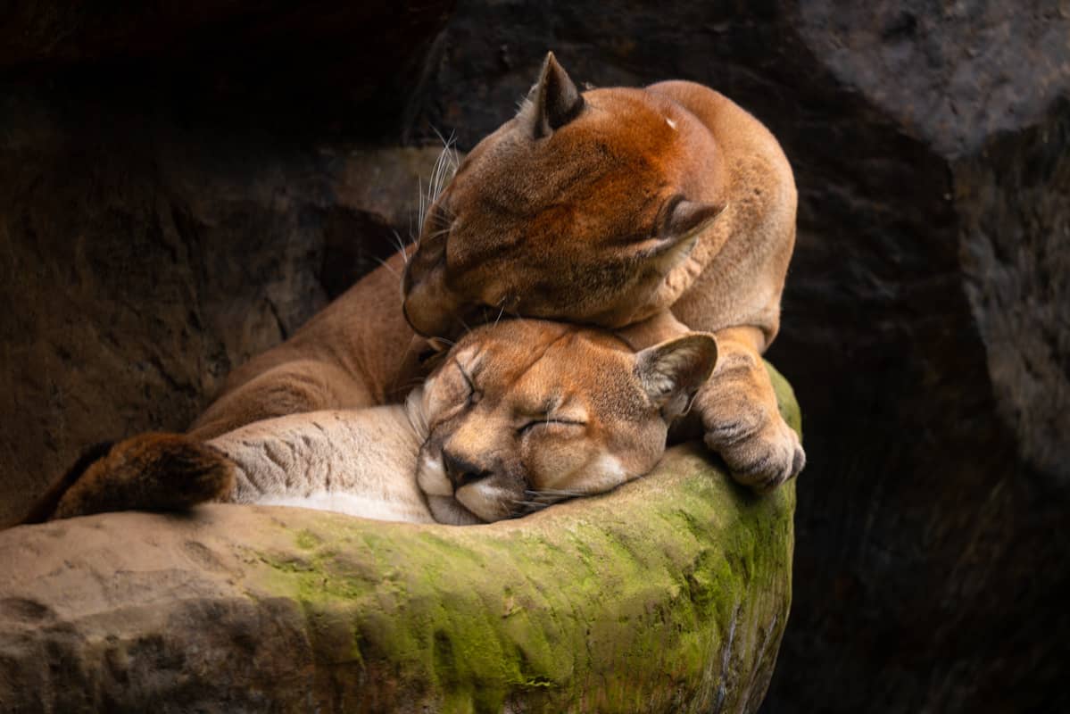 pumas-cuddling pumas-cuddling