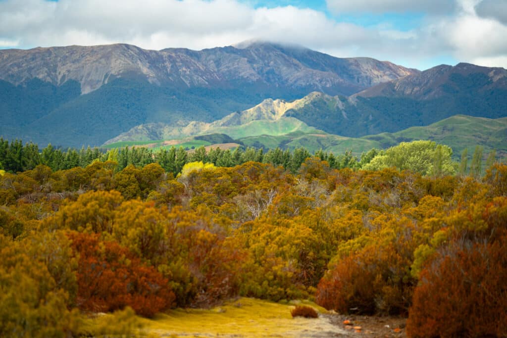 red-tussock-area