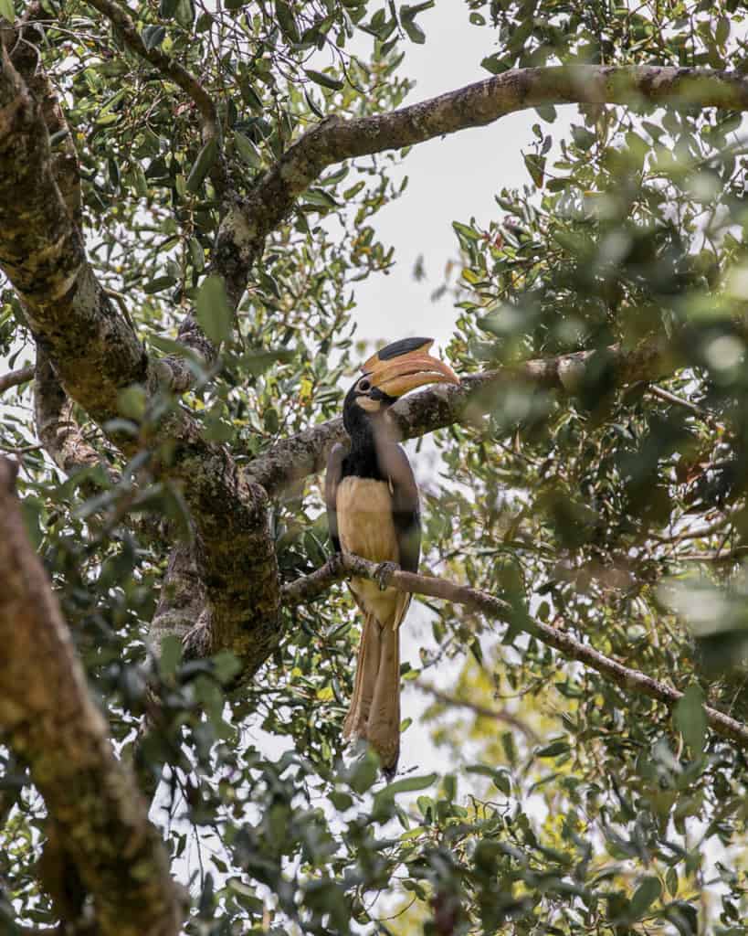 safari-sri-lanka-hornbill safari-sri-lanka-hornbill
