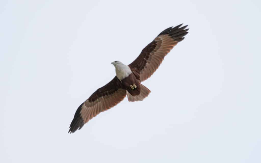 safari-sri-lanka-kaudulla-bird-flying safari-sri-lanka-kaudulla-bird-flying