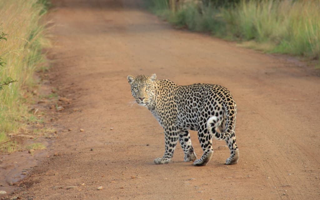 safari-sri-lanka-leopard yala-national-park-leopard